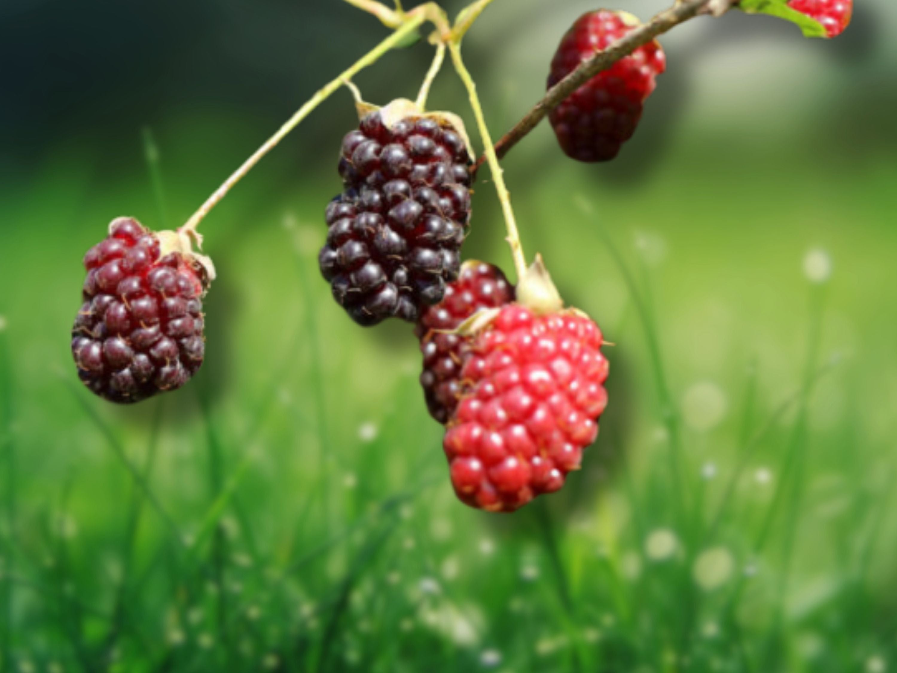 1 Live Boysenberry Plant Vine Edible Garden Berry