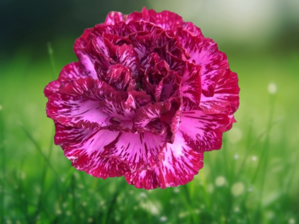 100 Seeds Carnation Blackberry Ice Dianthus Caryophyllus Fragrant Bi-Color Hardy Perennial Garden Flower