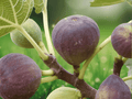 1 Live Plant Violette de Bordeaux Fig Tree Ficus carica Starter Plug