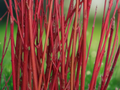 10 Seeds Cornus sericea Red Osier Dogwood Native Shrub Ornamental