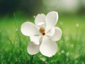 5 Seeds Magnolia grandiflora 'Little Gem' Southern Magnolia Tree Evergreen Dwarf