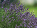 1 Live Plant Munstead English Lavender Lavandula Angustifolia Fragrant Purple Herb Garden Starter