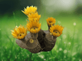 10 Seeds Echinocereus dasyacanthus Hardy Cactus