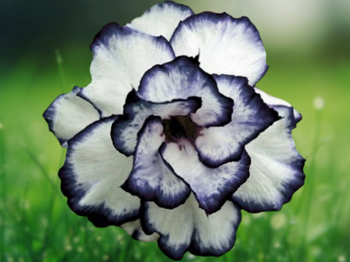 4 Seeds Adenium Obesum Desert Rose Black White Rare Succulent Bonsai Tropical Ornamental Patio Plant