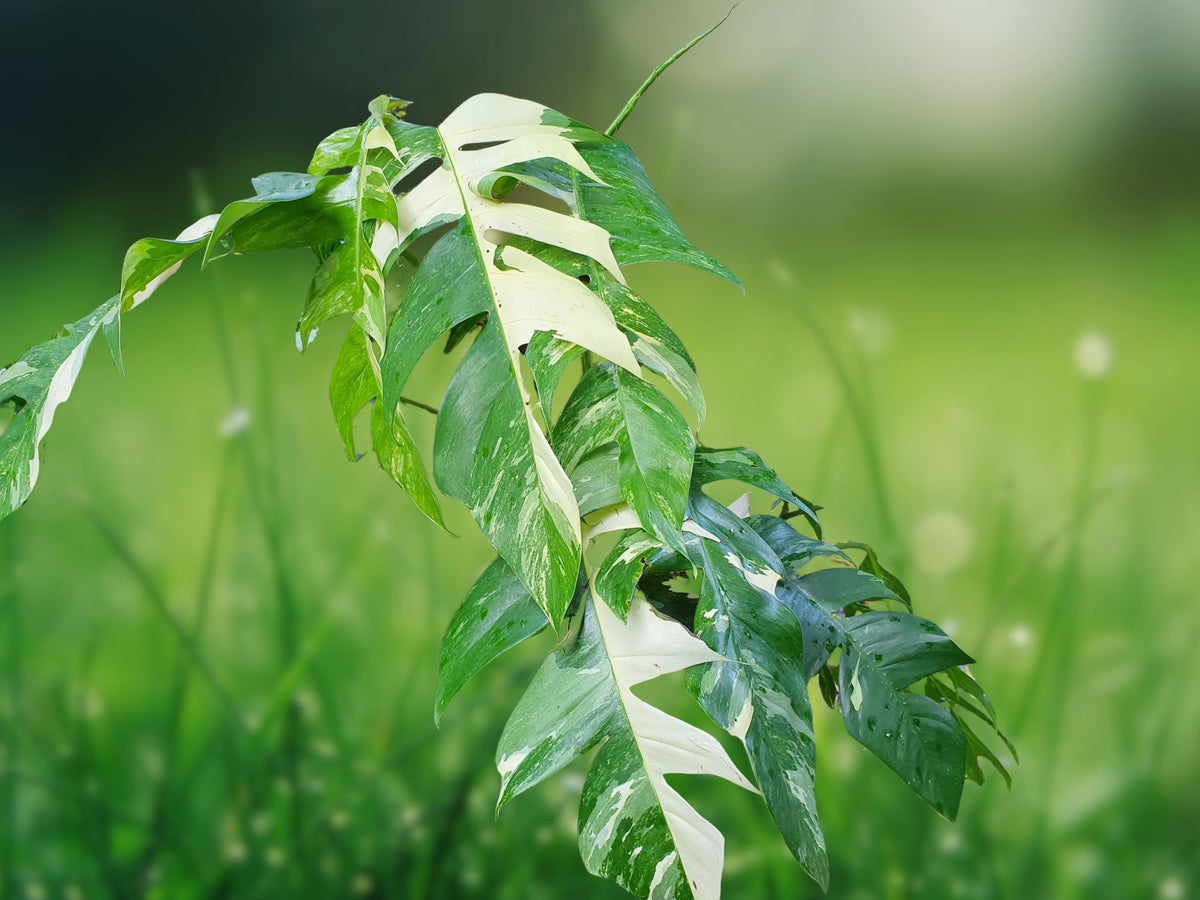 1 Unrooted Cutting Epipremnum pinnatum Albo Variegated Single Leaf Node Fresh Tropical Houseplant