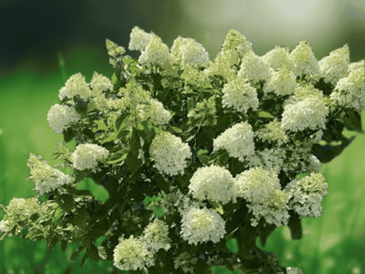 3 Starter Plug Limelight Hydrangea Hydrangea paniculata Live Plant