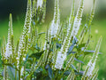 100 White Veronica Seeds - Hardy Perennial Flower for Borders and Pollinator Gardens