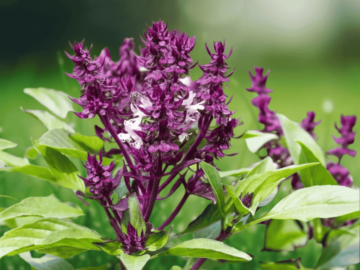 1 Live Plant Thai Basil Siam Queen Organic Culinary Herb for Herb Gardens Containers Edible Gardens