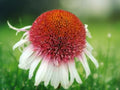 50 Seeds Strawberry & Cream Coneflower Echinacea Perennial Bicolor Pink White Blooms Hardy Pollinator Attractor