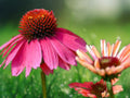 50 Seeds Santa Fe Coneflower Echinacea purpurea Perennial Flower Bright Red Orange Blooms Hardy Pollinator Attractor Easy Grow Garden