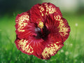 20 Seeds Yellow Red Hibiscus Bicolor Hardy Tropical Perennial Flower Fragrant Blooms Easy Grow Exotic Garden Patio Plant