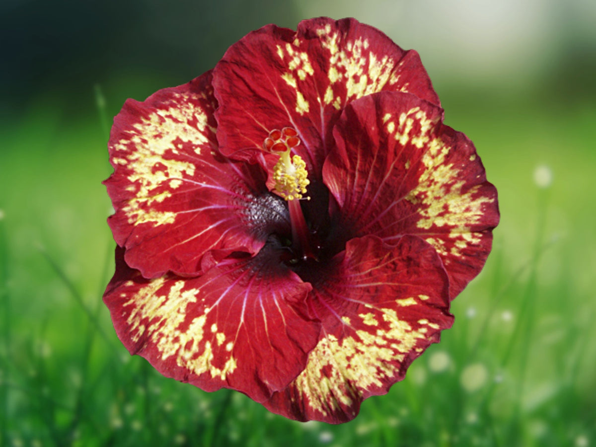20 Seeds Yellow Red Hibiscus Bicolor Hardy Tropical Perennial Flower Fragrant Blooms Easy Grow Exotic Garden Patio Plant