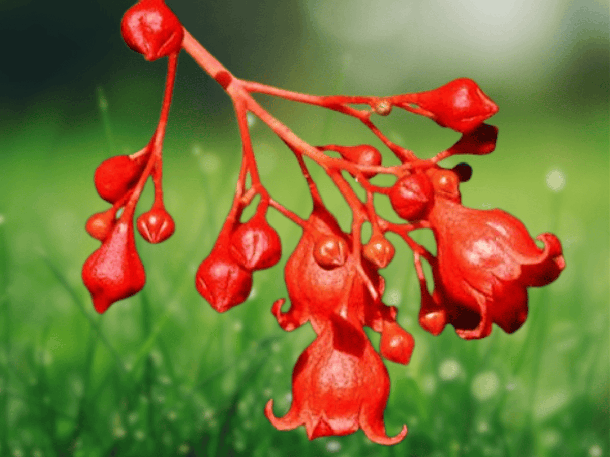5 Seeds Brachychiton acerifolius Australian Flame Tree