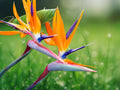 10 Seeds Orange Bird of Paradise Strelitzia reginae Exotic Tropical Flower