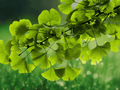 2 Live Plants Ginkgo Biloba Maidenhair Tree Starter Split Leaf