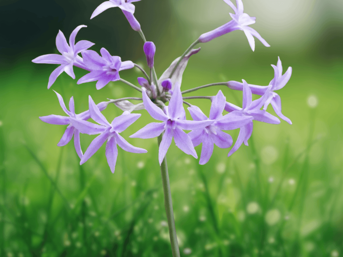 5 Seeds Tulbaghia violacea (Society Garlic) Flowering Perennial Plant