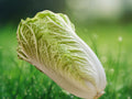 500+ Seeds Napa Cabbage Michihili Heirloom Non GMO Chinese Heading Crisp Greens Easy Grow Patio Container