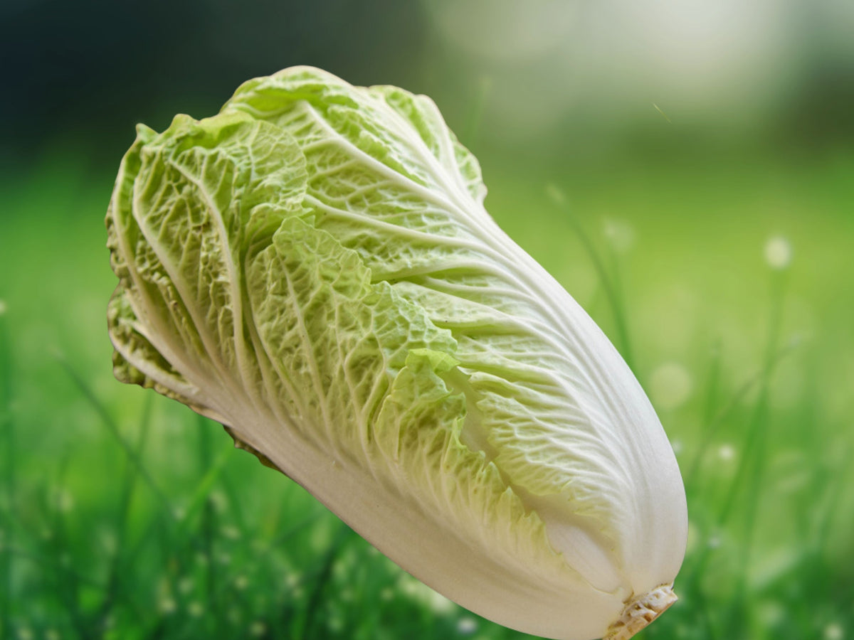 500+ Seeds Napa Cabbage Michihili Heirloom Non GMO Chinese Heading Crisp Greens Easy Grow Patio Container