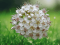 1 Live Plant Ninebark Physocarpus opulifolius Shrub 12 Inch Tall