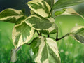 1 Unrooted Cutting N'Joy Pothos Epipremnum aureum Starter for Propagation Indoor Houseplant