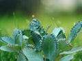 1 Live Plant Kalanchoe daigremontiana Mother of Thousands Succulent Starter Patio Garden Indoor Décor
