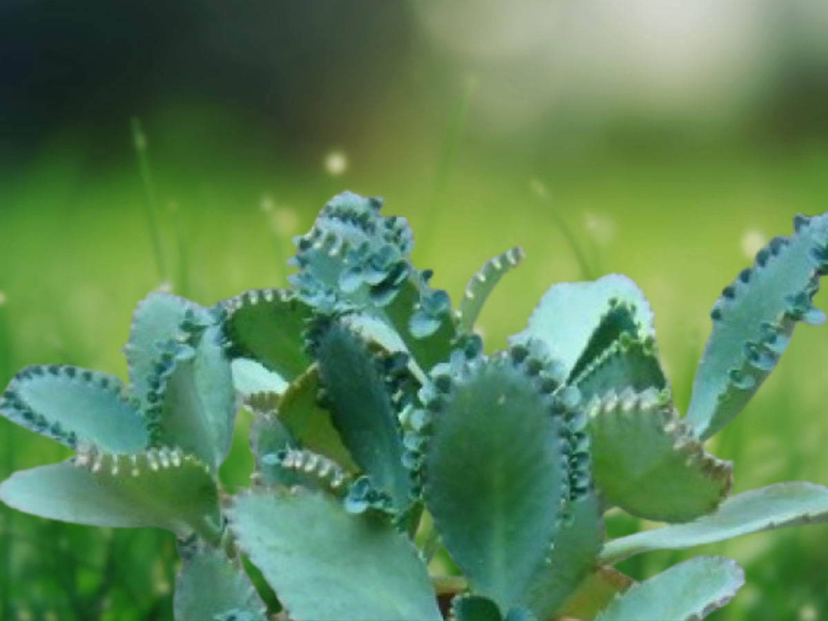 1 Live Plant Kalanchoe daigremontiana Mother of Thousands Succulent Starter Patio Garden Indoor Décor