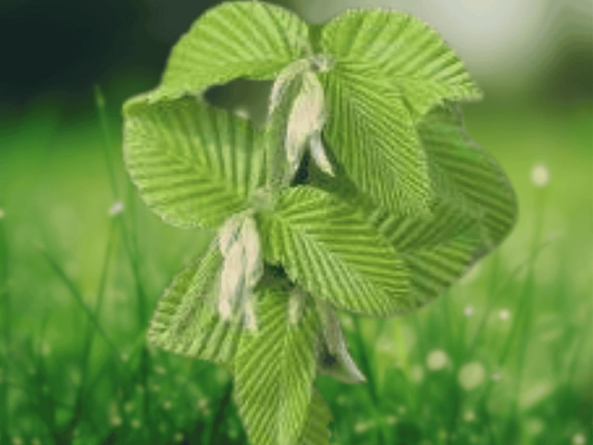 1 Columnaris Nana Hornbeam Live Plant 6 Inch Tall Bare Root Grafted 1 Year Old Carpinus betulus