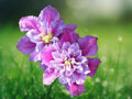 25 Piilu Clematis Seeds Perennial Climbing Vine Double Pink Lavender Blooms Hardy Flowering Vine Garden Trellis Balcony Ornamental Seeds