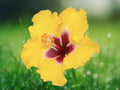 20 Seeds Yellow Pink Hibiscus Bicolor Fragrant Blooms Hardy Tropical Perennial Exotic Garden Plant