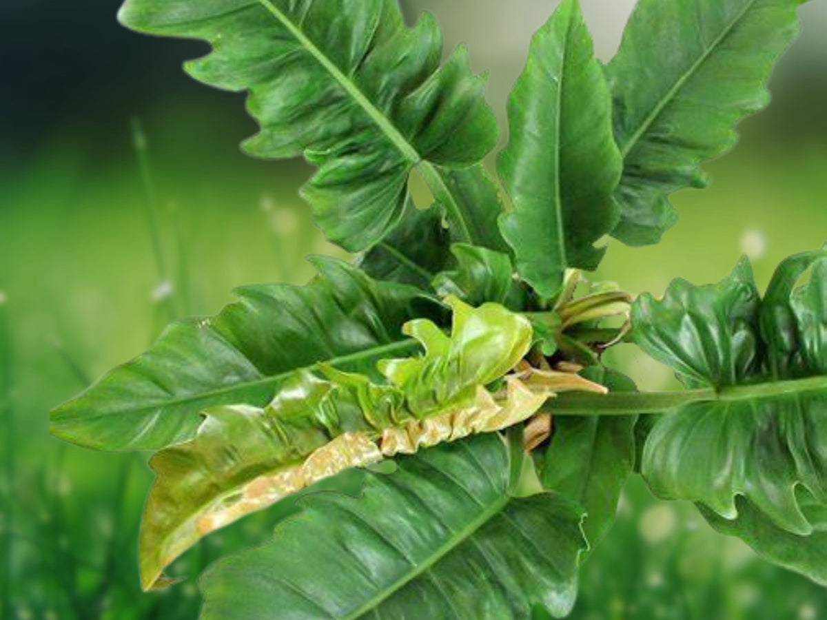 1 Live Plant Philodendron Narrow Jungle Boogie Tiger Tooth 3 Inch Starter Indoor Houseplant Patio Container