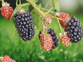 10 Live Plant Twilight Blackberry Starter Plug Thornless Rubus
