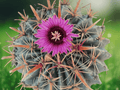 5 Seeds Ferocactus latispinus f. spiralis Barrel Cactus