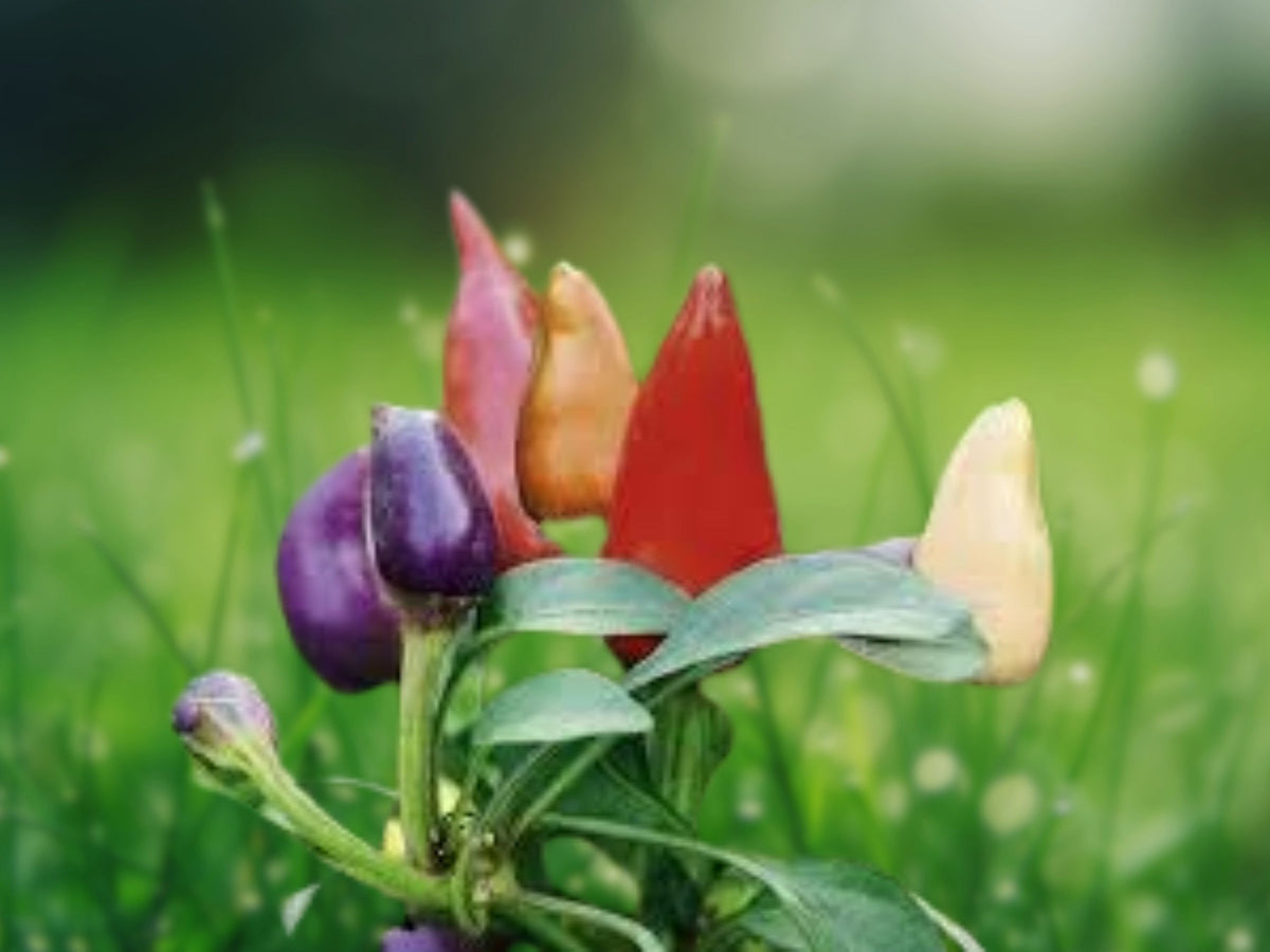 25 Seeds Prairie Fire Ornamental Pepper Capsicum Annuum Colorful Compact Plant Edible Hot Peppers Container Garden