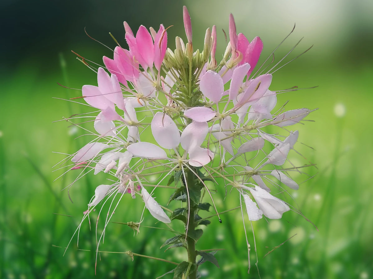 100 Seeds Light Pink Spider Flower Cleome Spinosa Heirloom Fragrant Annual Garden Blooms