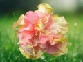 20 Seeds Double Pink Orange Hibiscus Hardy Perennial Ruffled Bicolor Easy Grow Exotic Garden