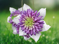 25 Seeds White Purple Clematis Climbing Vine Bi-Color Blooms Easy Grow Perennial Flower Trellis Garden Fence Patio Variety
