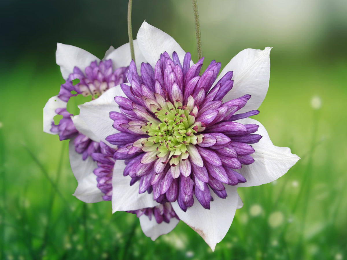 25 Seeds White Purple Clematis Climbing Vine Bi-Color Blooms Easy Grow Perennial Flower Trellis Garden Fence Patio Variety
