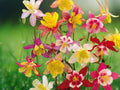 50 Seeds Aquilegia Hybrid Giants Mix Columbine Large Bloom Perennial Vibrant Pollinator Friendly Cottage Garden