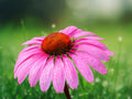50 Seeds Watermelon Coneflower Echinacea Perennial Pink Red Blooms Hardy Pollinator Easy Grow Drought Tolerant Garden Plant