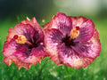 20 Seeds Cream Pink Hibiscus Bicolor Fragrant Tropical Perennial Flower Exotic Garden Patio Plant