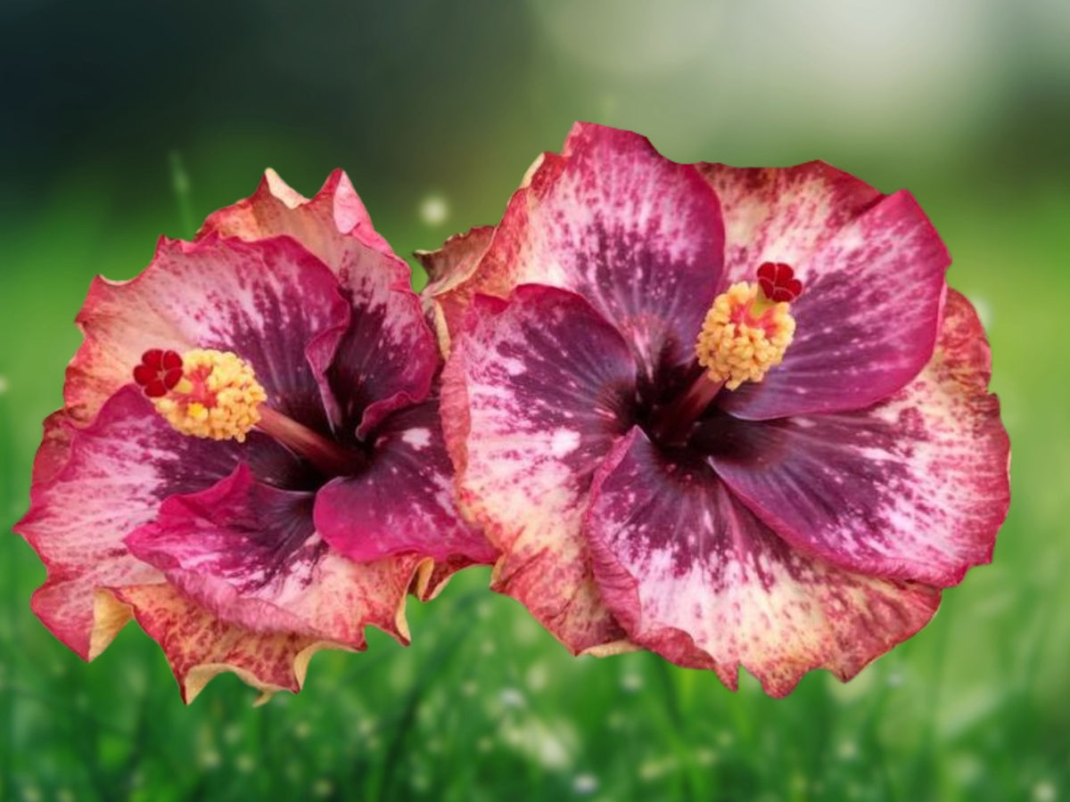 20 Seeds Cream Pink Hibiscus Bicolor Fragrant Tropical Perennial Flower Exotic Garden Patio Plant