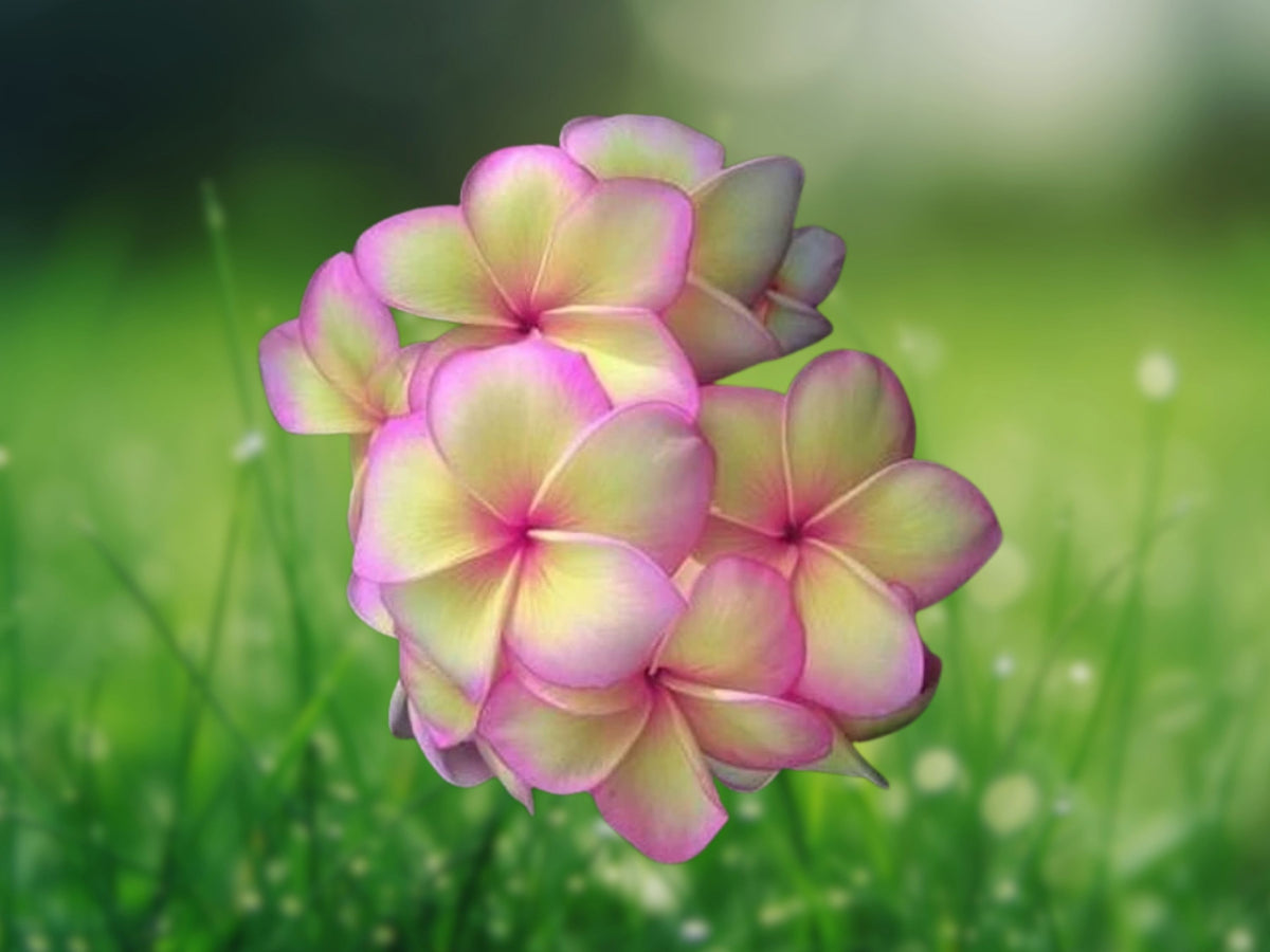 5 Light Pink Yellow Plumeria Seeds Frangipani Tropical Flower Tree Fragrant Blooms Exotic Easy Grow Patio Container Garden Warm Climate