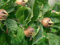 5 Seeds Mespilus germanica Medlar Tree Deciduous Fruit Tree Ornamental