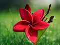 5 Seeds Red Plumeria Frangipani Tropical Flower Tree Fragrant Blooms Easy Grow Patio Container Garden Warm Climate Ornamental Plant