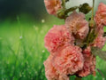 25 Seeds Double Orange Hollyhock Perennial Flower - Fluffy Tangerine Blooms Hardy Tall Cottage Border