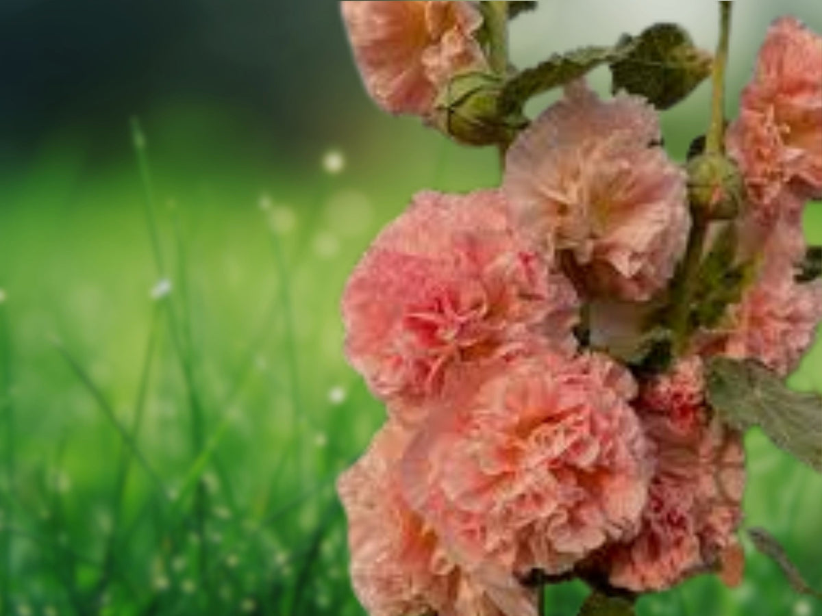 25 Seeds Double Orange Hollyhock Perennial Flower - Fluffy Tangerine Blooms Hardy Tall Cottage Border