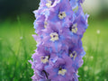 50 Fancy Delphinium Seeds Tall Blue Purple Spikes Garden Border Cut Flowers