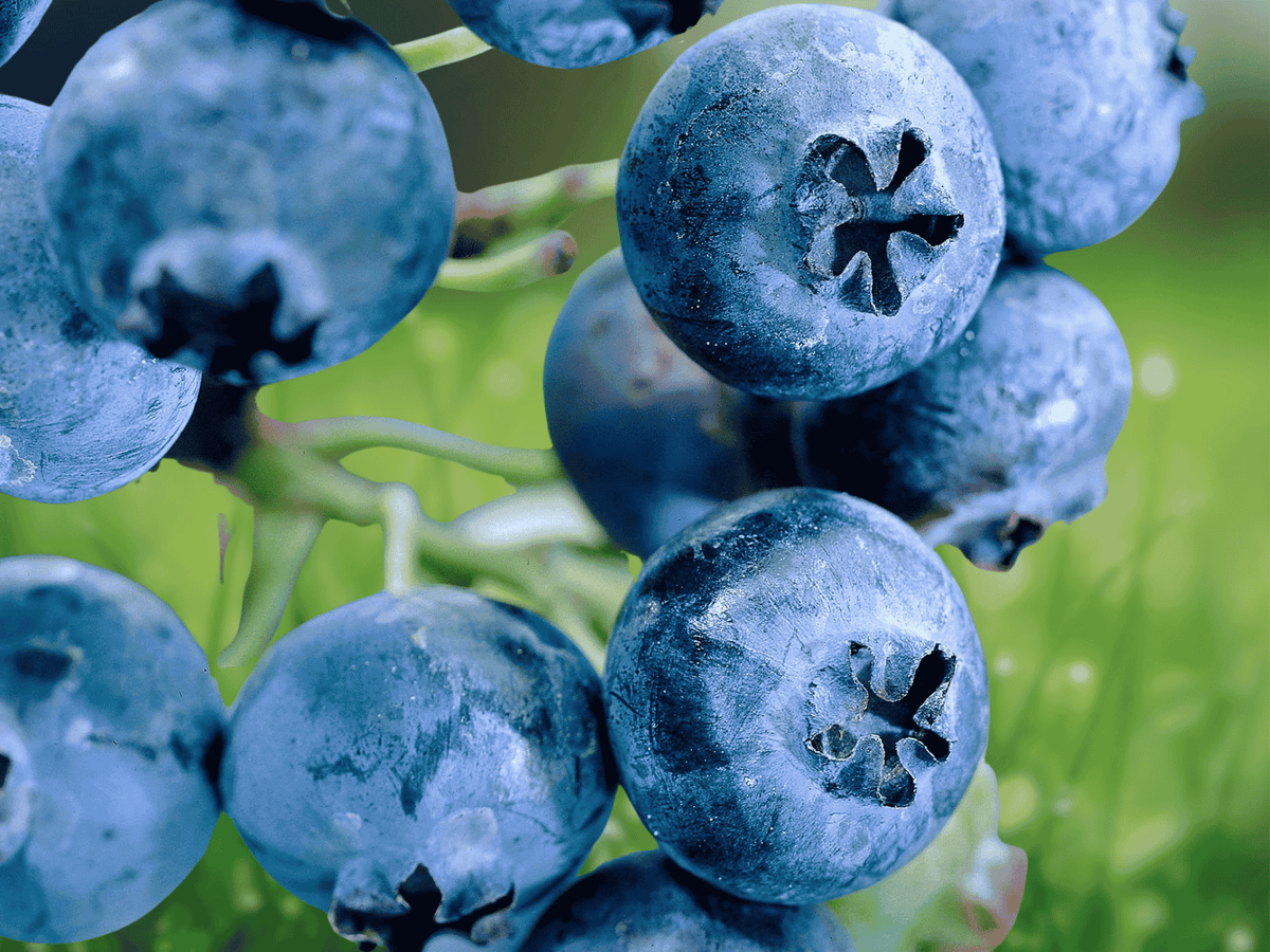 1 Live Plant Reka Blueberry Vaccinium corymbosum Starter Plug