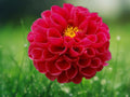 25 Midi Dahlia Seeds Dahlia Pinnata Bright Pink Blooms Perennial Easy Grow Compact Garden Flower