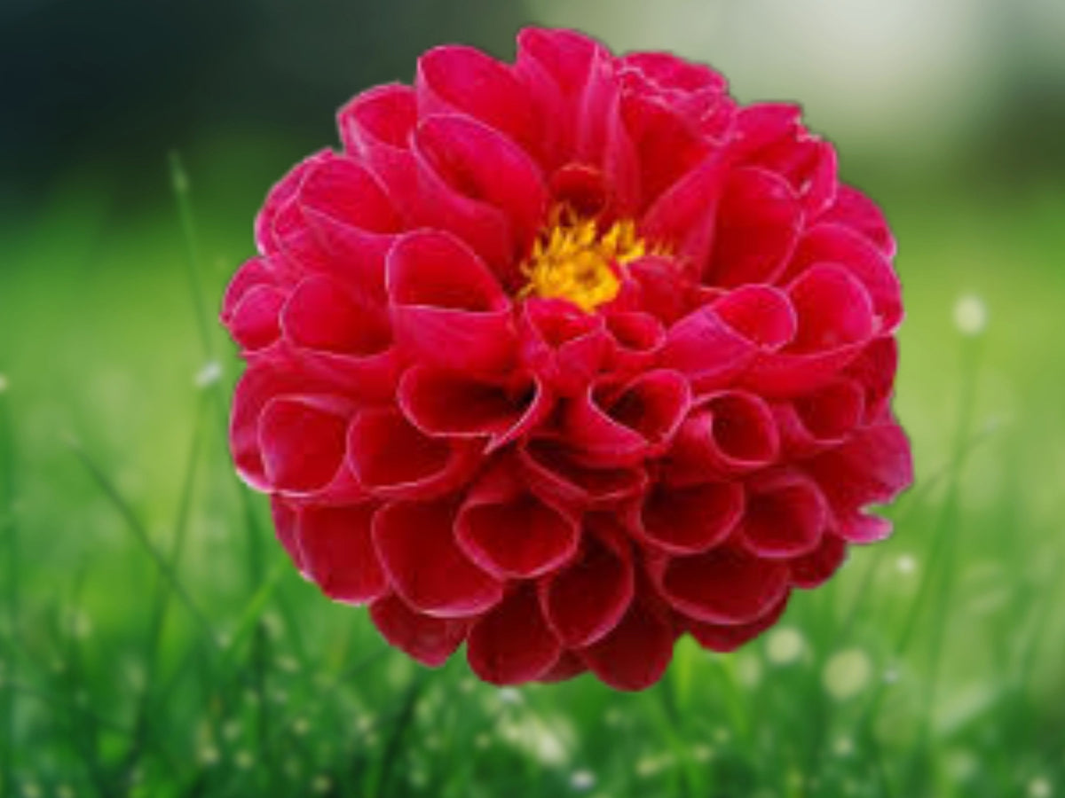 25 Midi Dahlia Seeds Dahlia Pinnata Bright Pink Blooms Perennial Easy Grow Compact Garden Flower